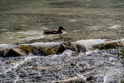 A7305004.jpg
