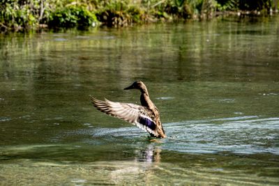 A7305009.jpg