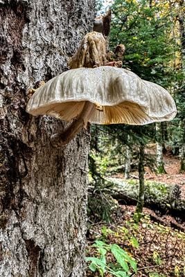 IMG_8104.JPG