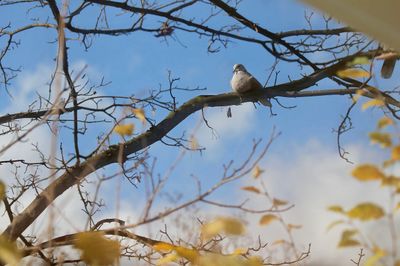 Collared dove