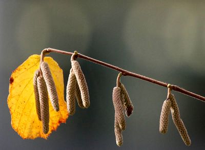 a yellow leaf