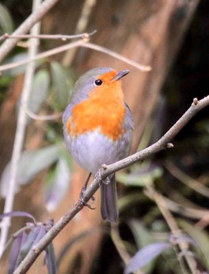 european robin