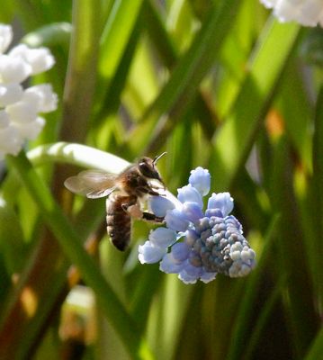 bee on a grape hyazinth