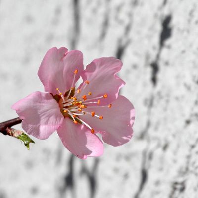 Mandelblte / almond blossom
