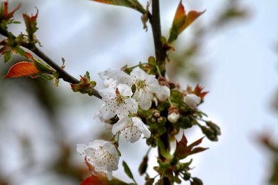 Kirschblte / Cherry Blossom