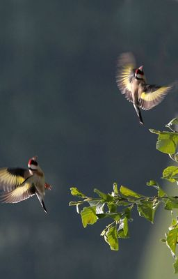 Distelfinken  / european goldfinches
