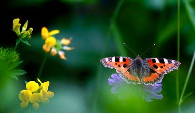 kleiner Fuchs / Small Tortoiseshell