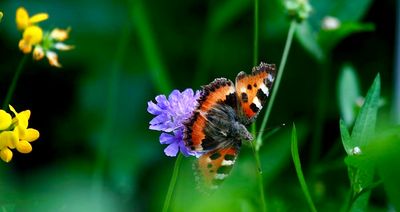 kleiner Fuchs / Small Tortoiseshell