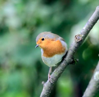 european robin