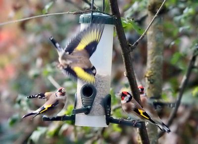 Goldfinches 