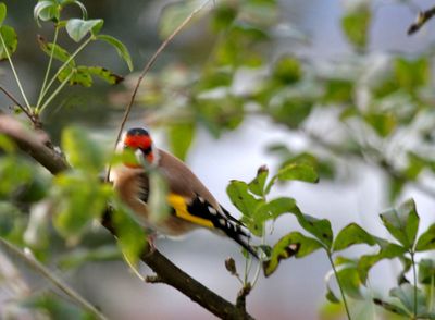 goldfinch