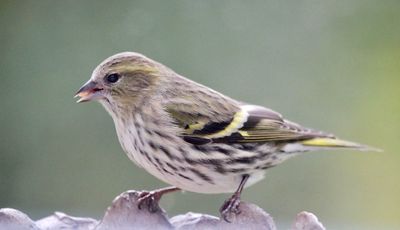 hungry siskin / hungriger Erlenzeisig