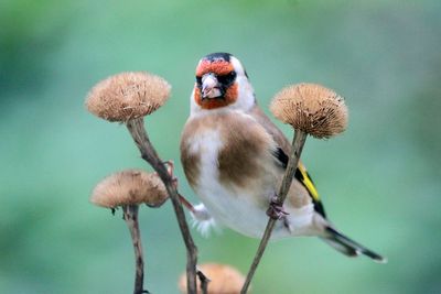 goldfinch / Distelfink
