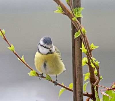 Blue tit