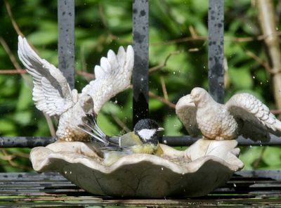 bathing great tit 