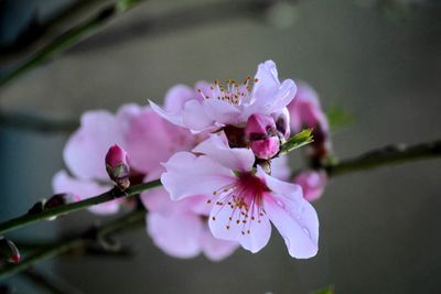 Mandeblte / almond blossom