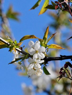 Kirschblte / cherry blossom