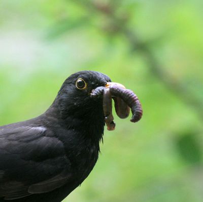 Blackbird with a load of food...