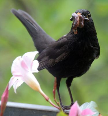 Blackbird with a load of food...