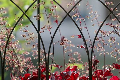 Purpurglckchen / Heuchera