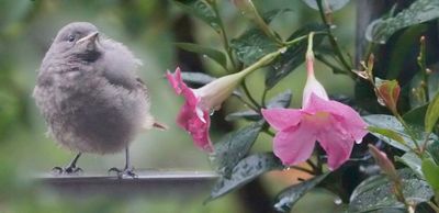 Rotschwanz / Redstart