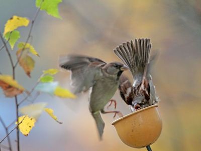 house sparrows