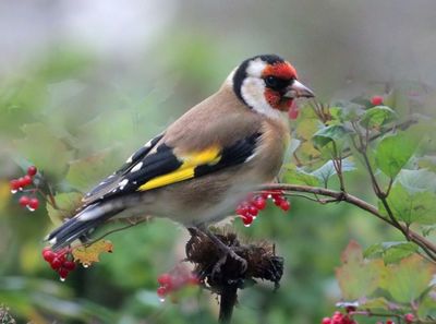 Goldfinch