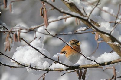Brambling / Bergfink