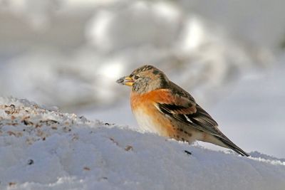 Brambling / Bergfink