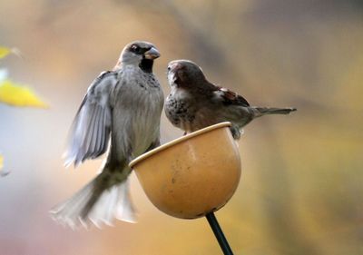 house sparrows