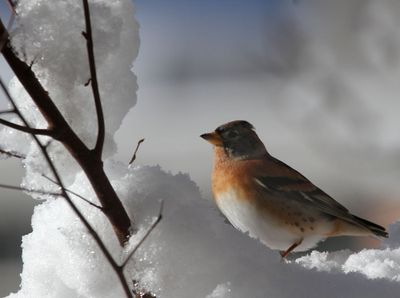 brambling
