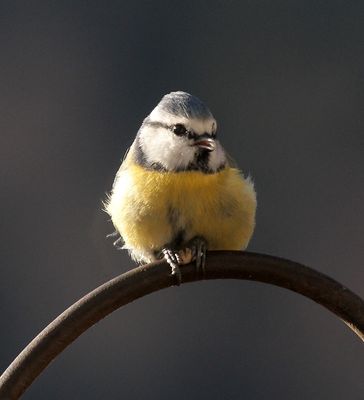 young blue tit 
