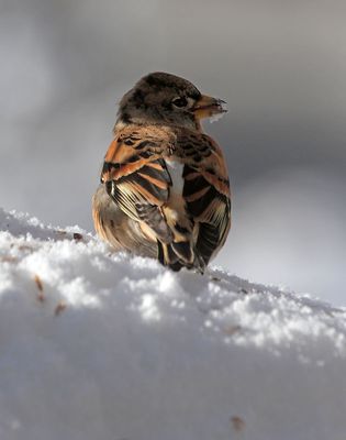 house sparrow