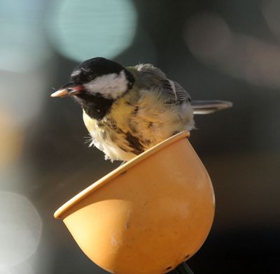 great tit