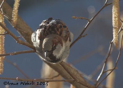 sparrow