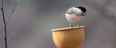 marsh tit