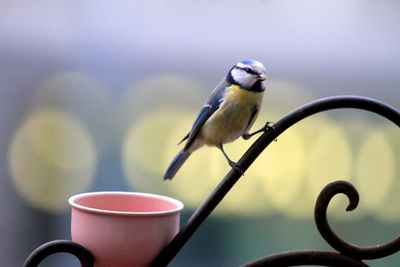 blue tit