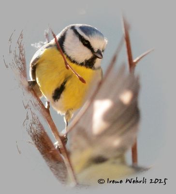 blue tit