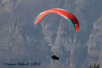 paraglider