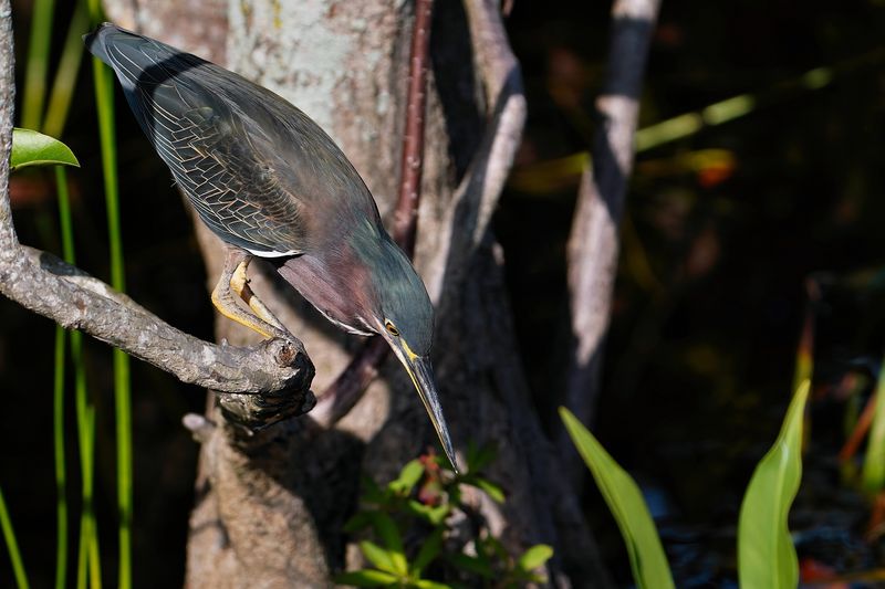 Green heron