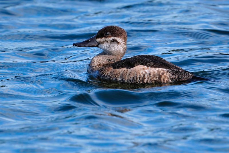 Ruddy duck