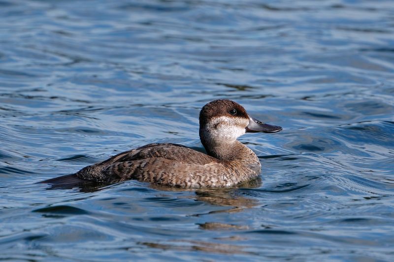 Ruddy duck
