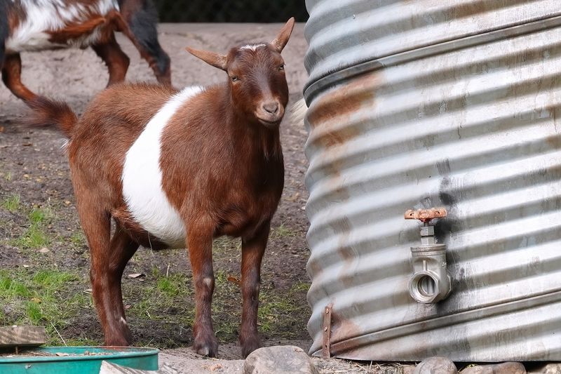 Pygmy goat