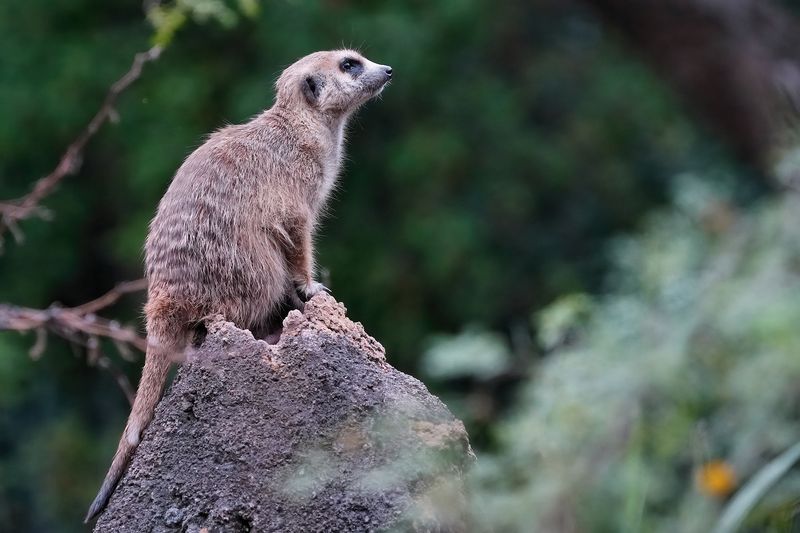 Meercat