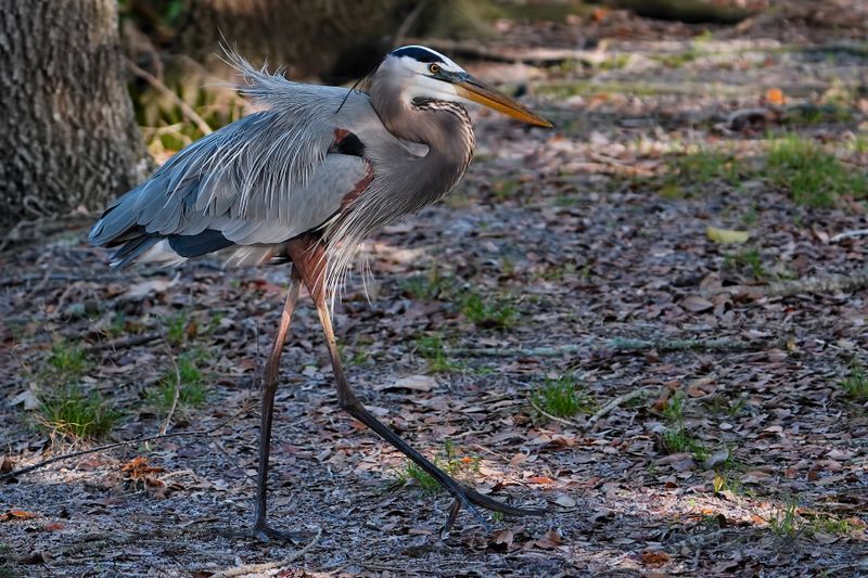 Great blue heron walking across the levee