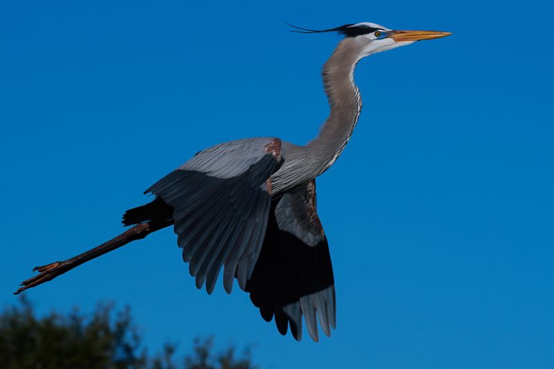 Great blue heron in flight