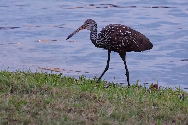 Limpkin