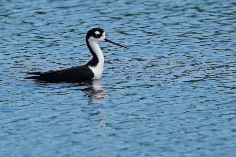 Black-necked stilt wading deep