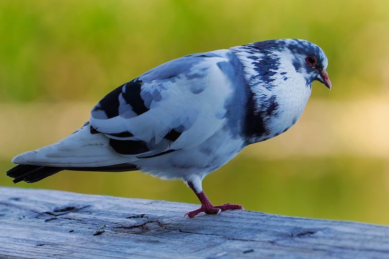 Partial-leucistic pigeon