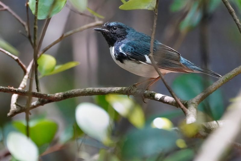 Male black-throated blue warbler